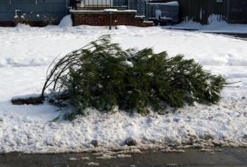 christmas tree recycling